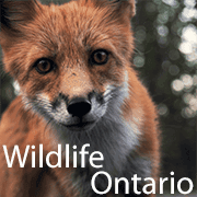 Wildlife Ontario